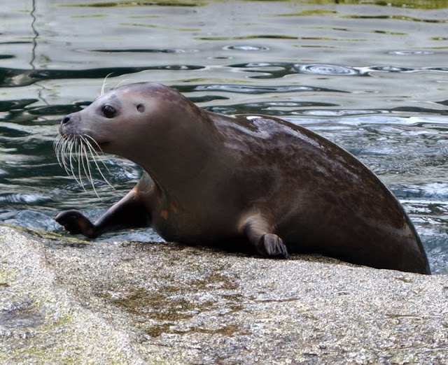 Tierpark Neumünster: Eine supersüße Seehunddame und eine Frühjahrsverlosung Seehund Seehündin Seehunde Zoo Seehundbecken Verlosung Gewinnspiel Dorle