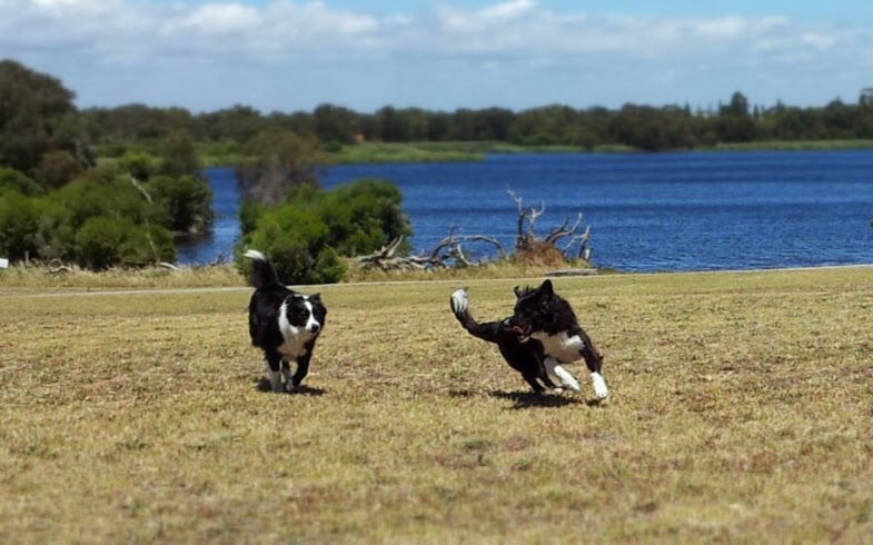 Off Leash Dog Walks Perth Off Leash Dog Walks Perth