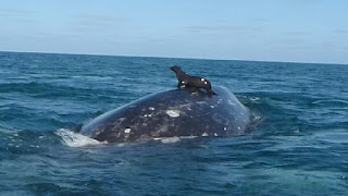 Seal rides a whale