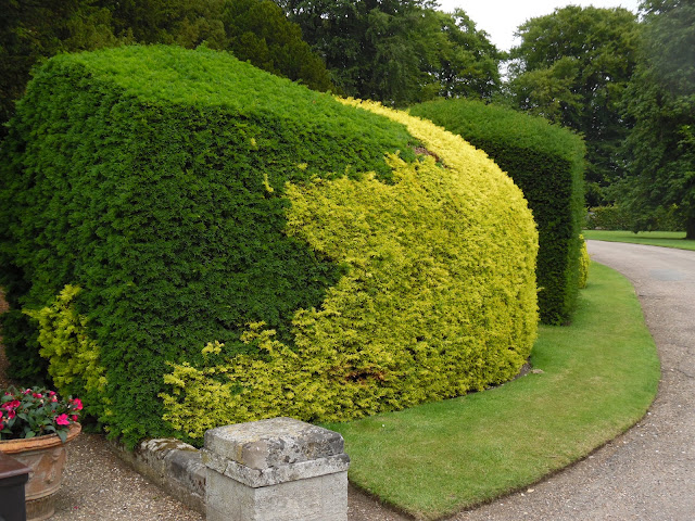 cis, żywopłot , topiary