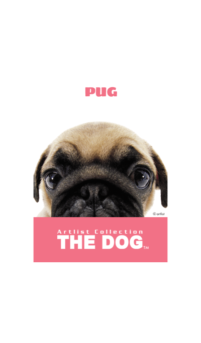 THE DOG Pug 2