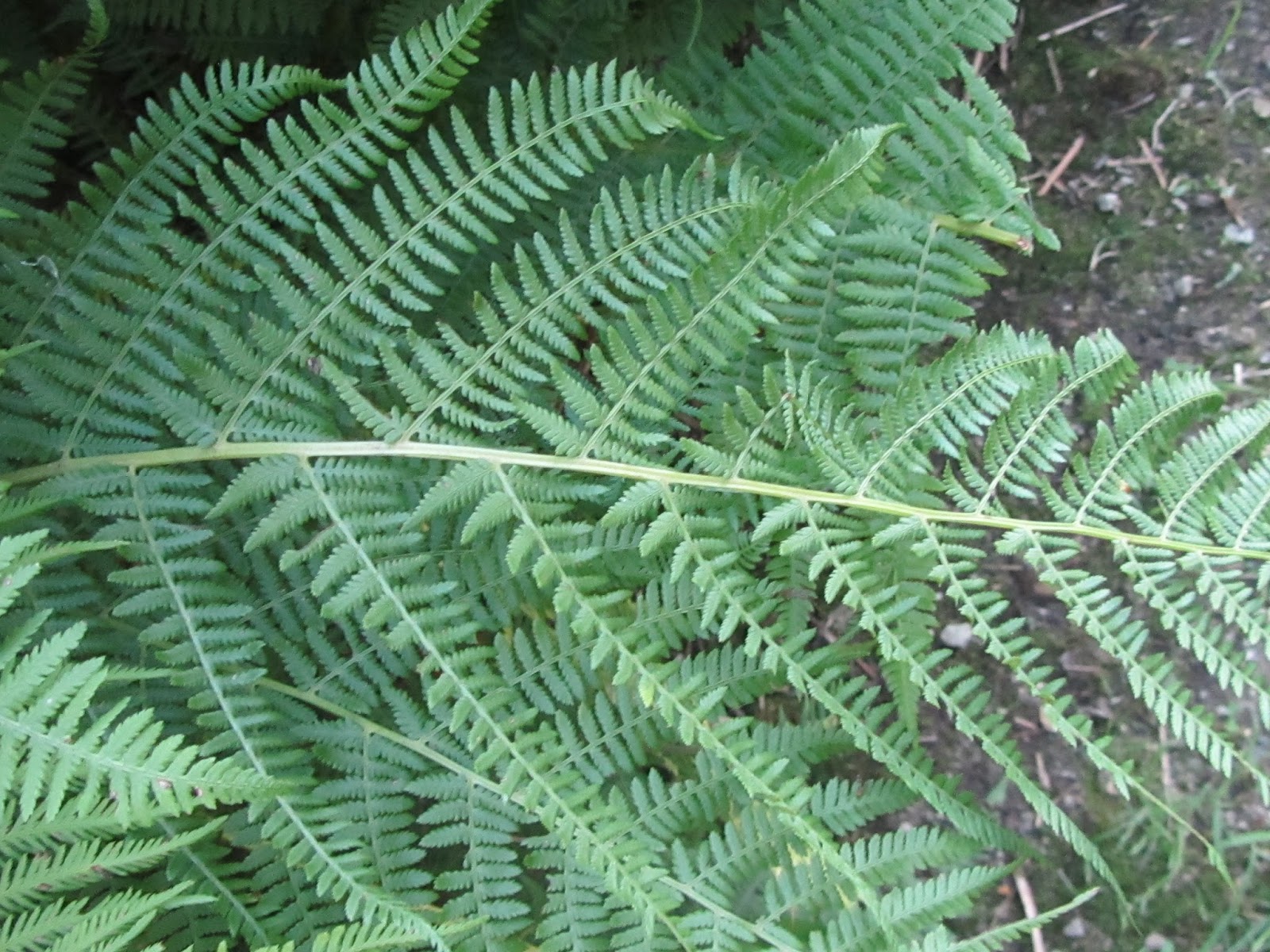 Albero Della Felce Della Nuova Zelanda Immagine Stock Immagine di naturalizzato, flora 12758911