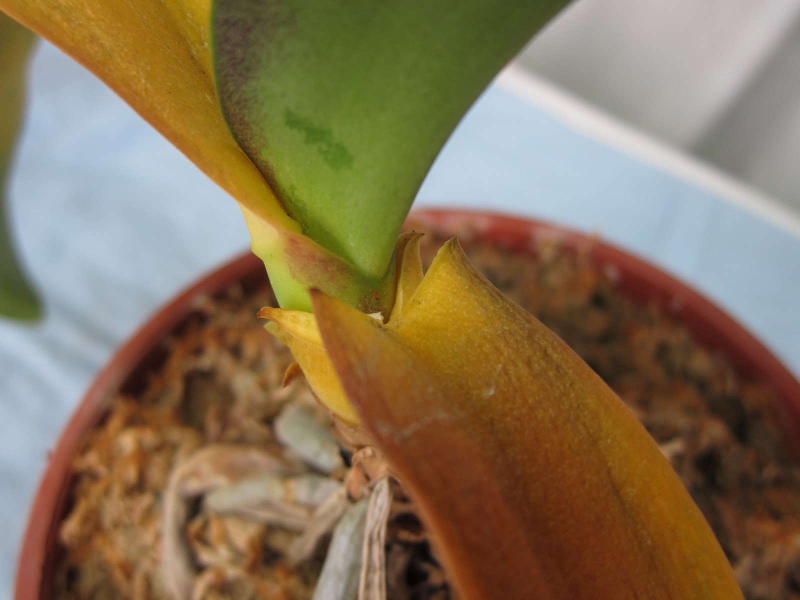 Tonyz Orchid Garden Common Diseases for Orchid