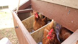 chicken nesting coop box build simple suburban plans step printable three