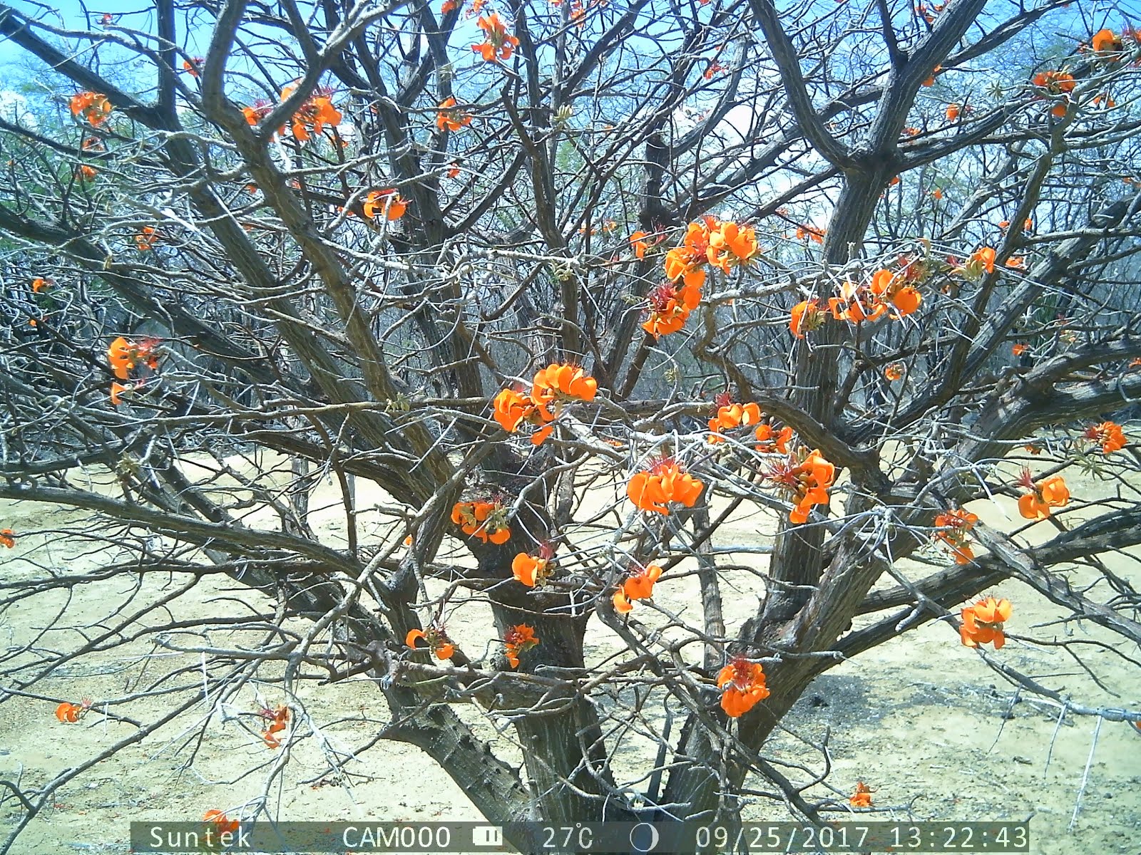 A floração do mulungu na caatinga