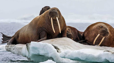 Walrus - animals That Start with W Walrus - animals That Start with W