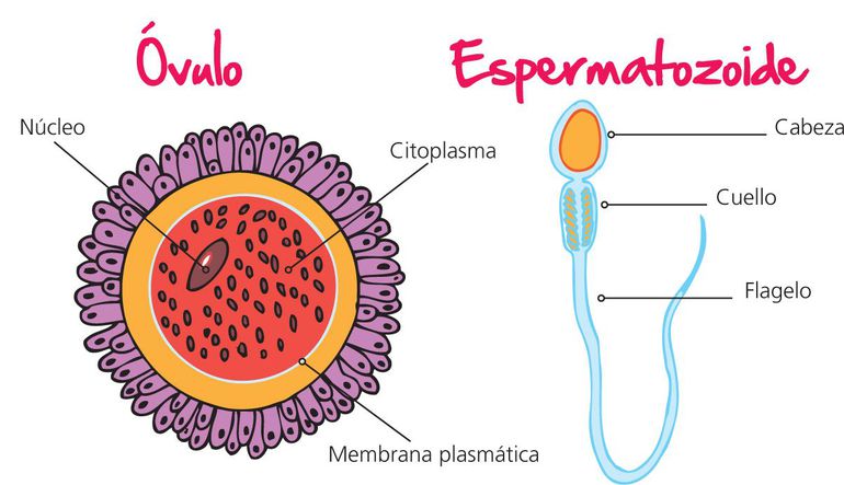 Celulas reproductoras femeninas y masculinas
