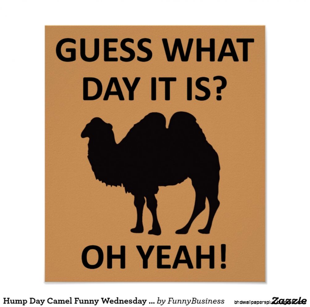 Hump Day Camel Funny Wednesday Poster Sign  Zazzle