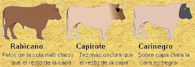 Toro de Lidia
