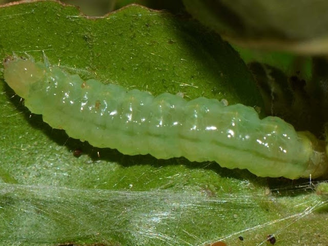 Larva Palpita unionalis