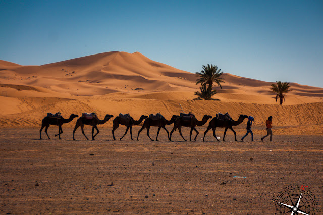 estampas del desierto