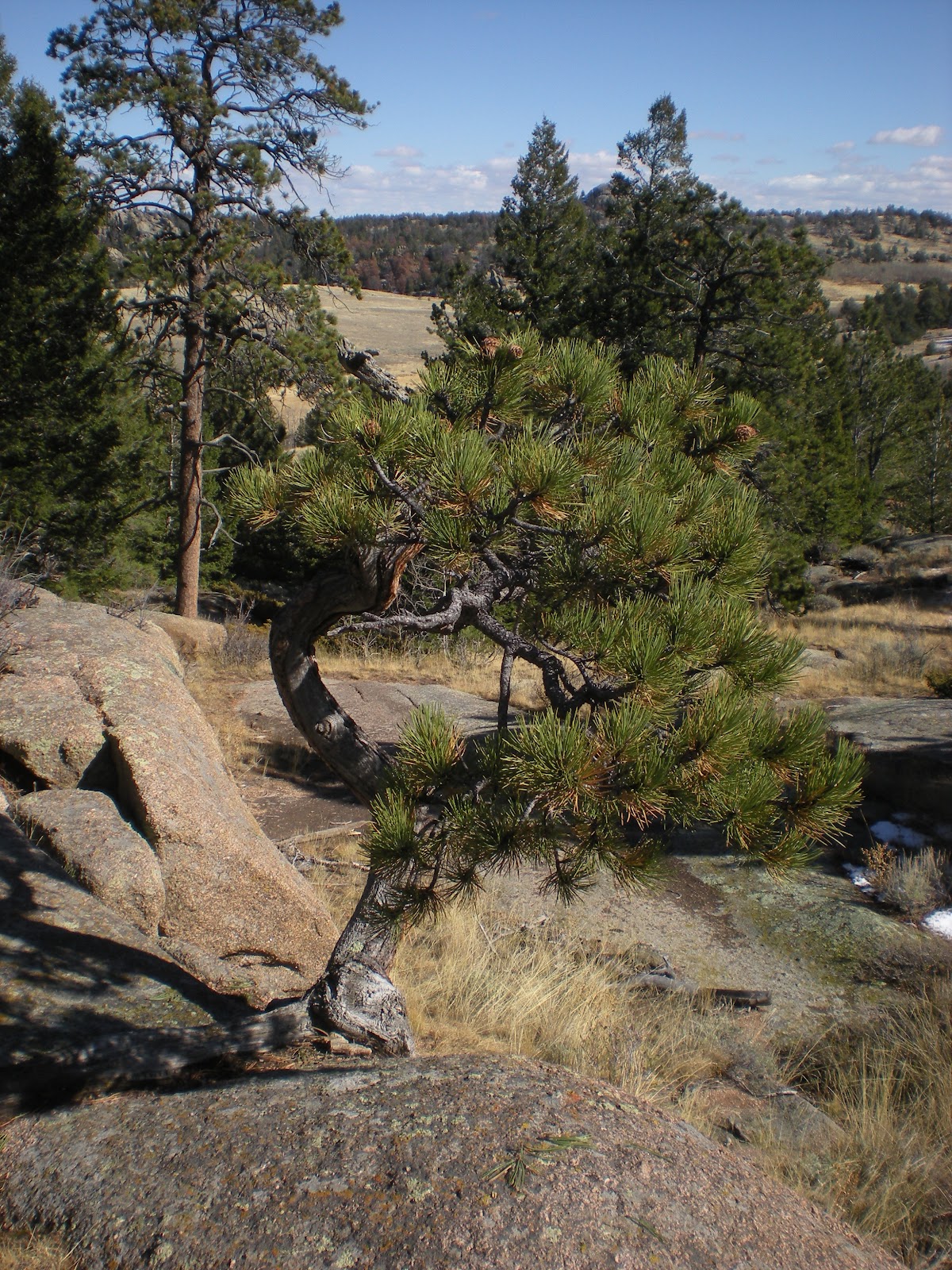Fizzy Notions Ponderosa Pine