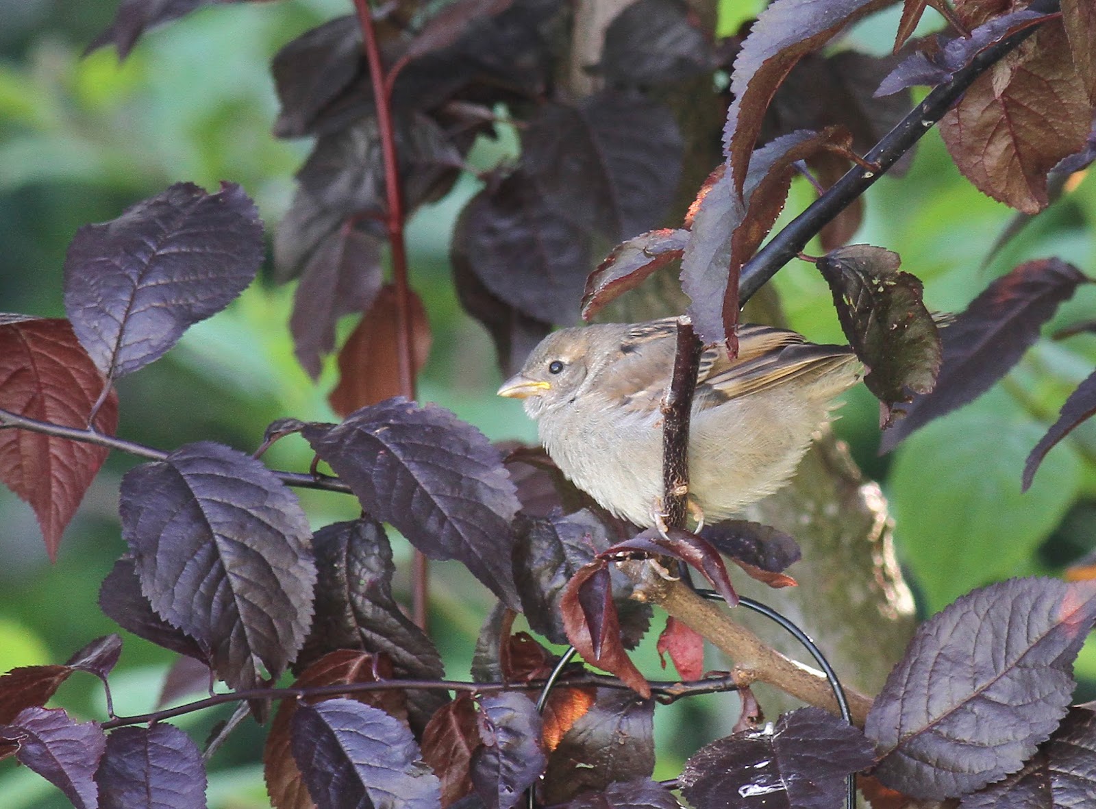 Navarra al natural EL Gorrión común. Ave del año 2016
