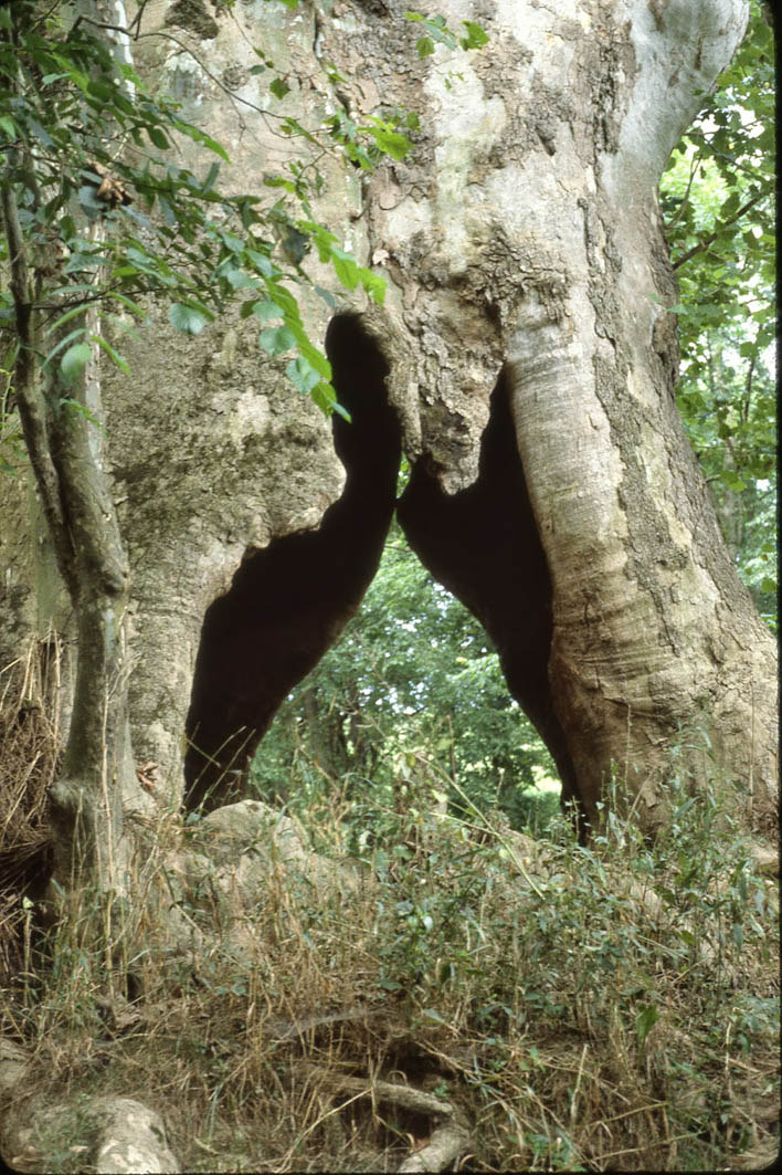 THE KENTUCKY FILES A Giant Tree