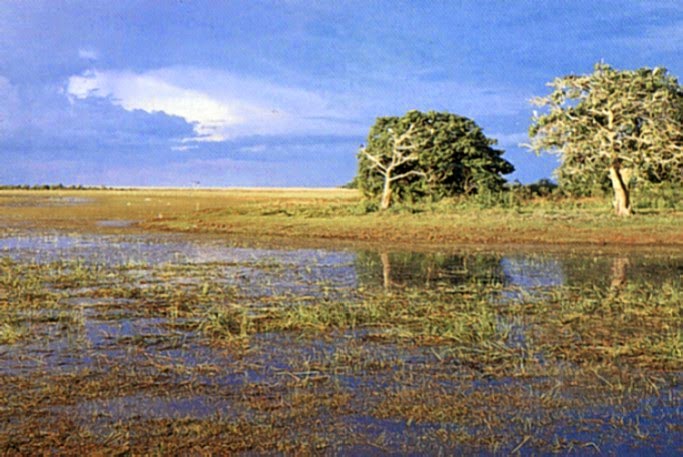 Wisata Alam Taman Nasional Wasur Merauke | Aneka Wisata Nusantara