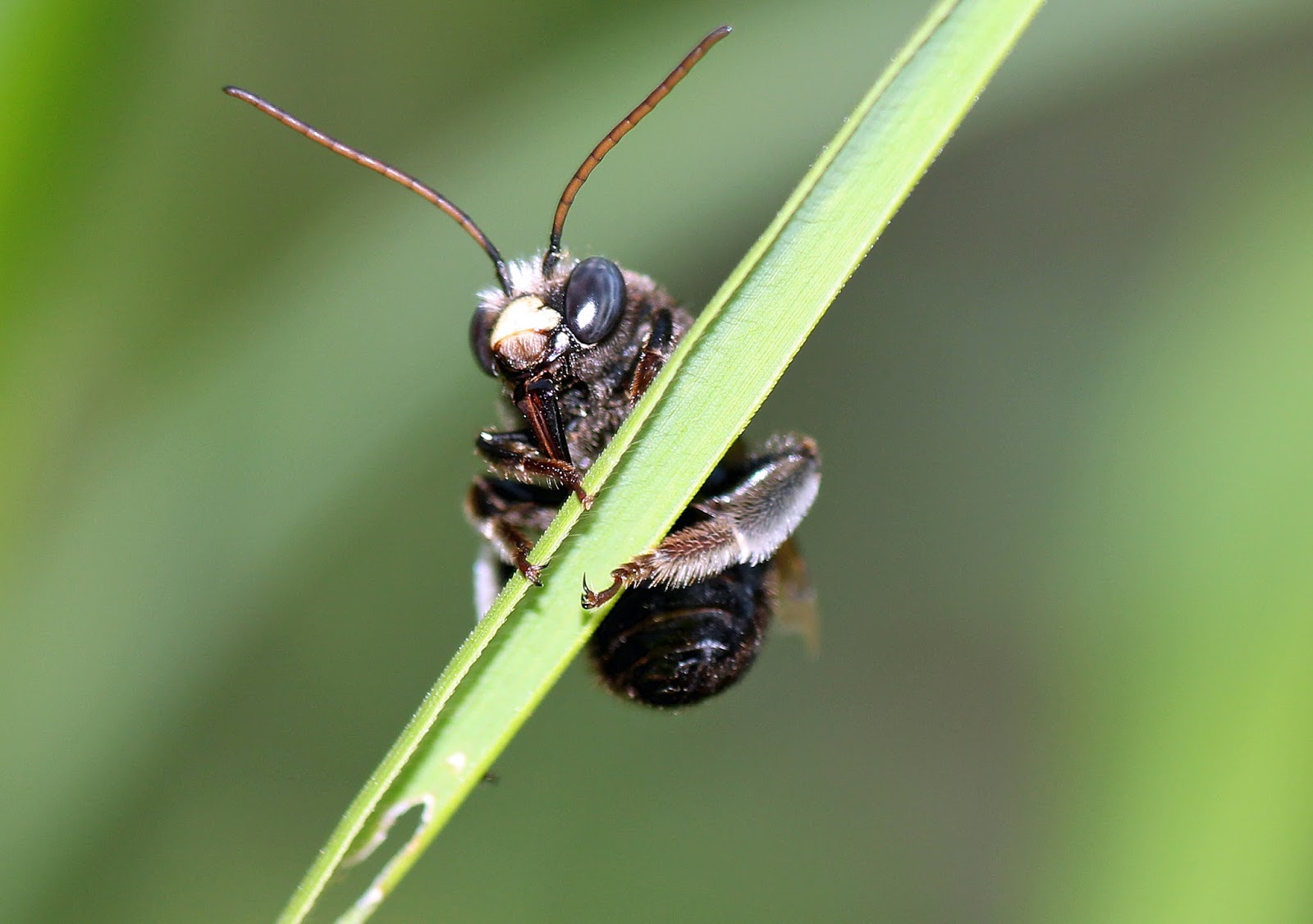 two spotted longhorn bee