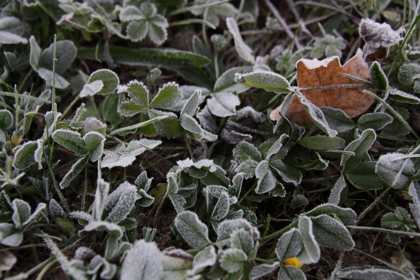 daily doings: first frost