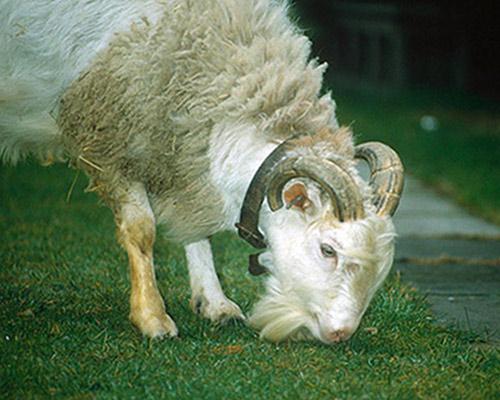 hybrid animal - sheep-goat