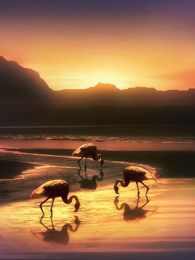 Flamingo Sunrise