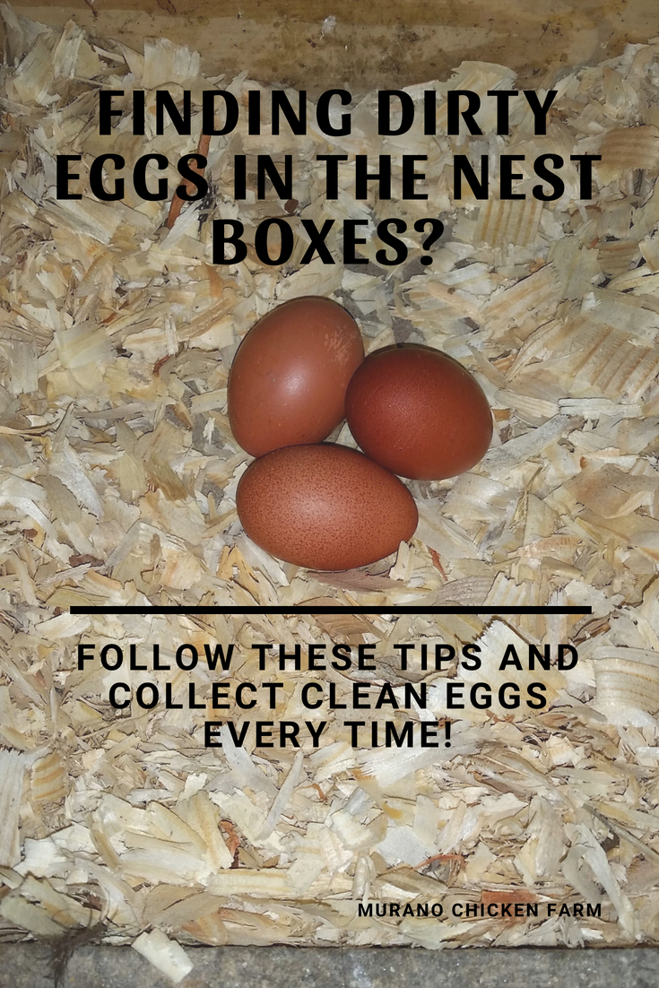 Gathering dirty eggs? Here's how I get clean eggs from the nest boxes