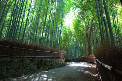 Hutan bambu Sagano
