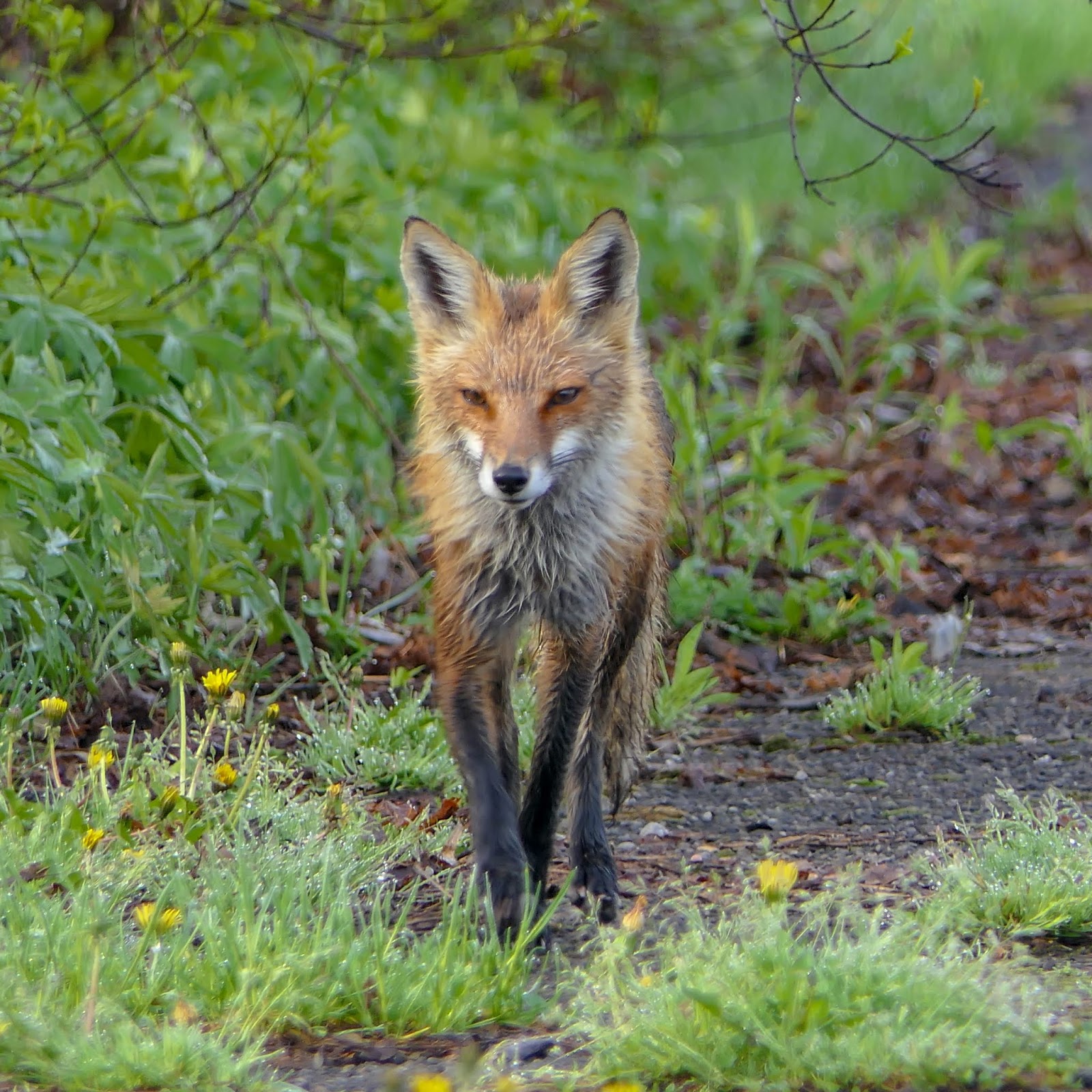 Gale's Photo and Birding Blog: Eastern American Red Fox