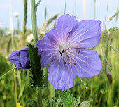 Field Cranesbill