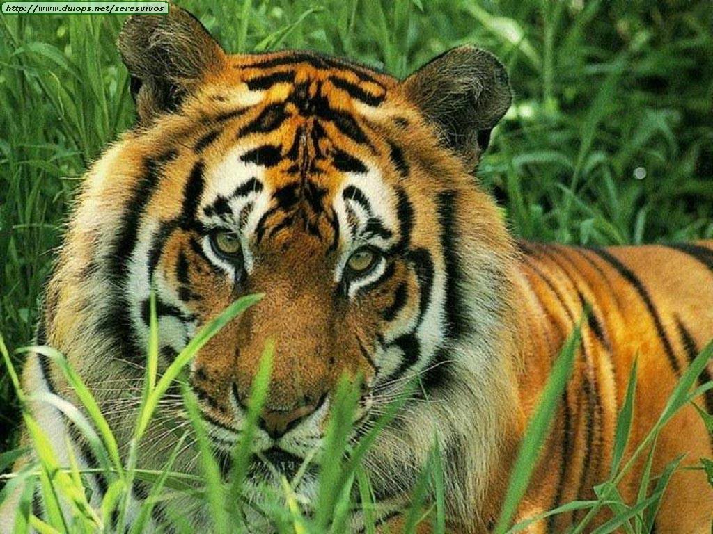 EL TIGRE | Tus Amigos los Animales