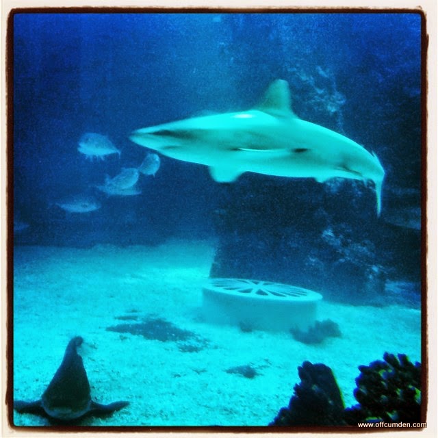 The Deep Hull Sharks