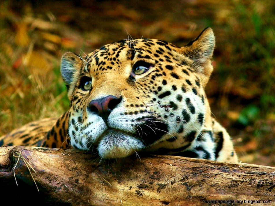 Real Jungle Animals | Wallpapers Gallery