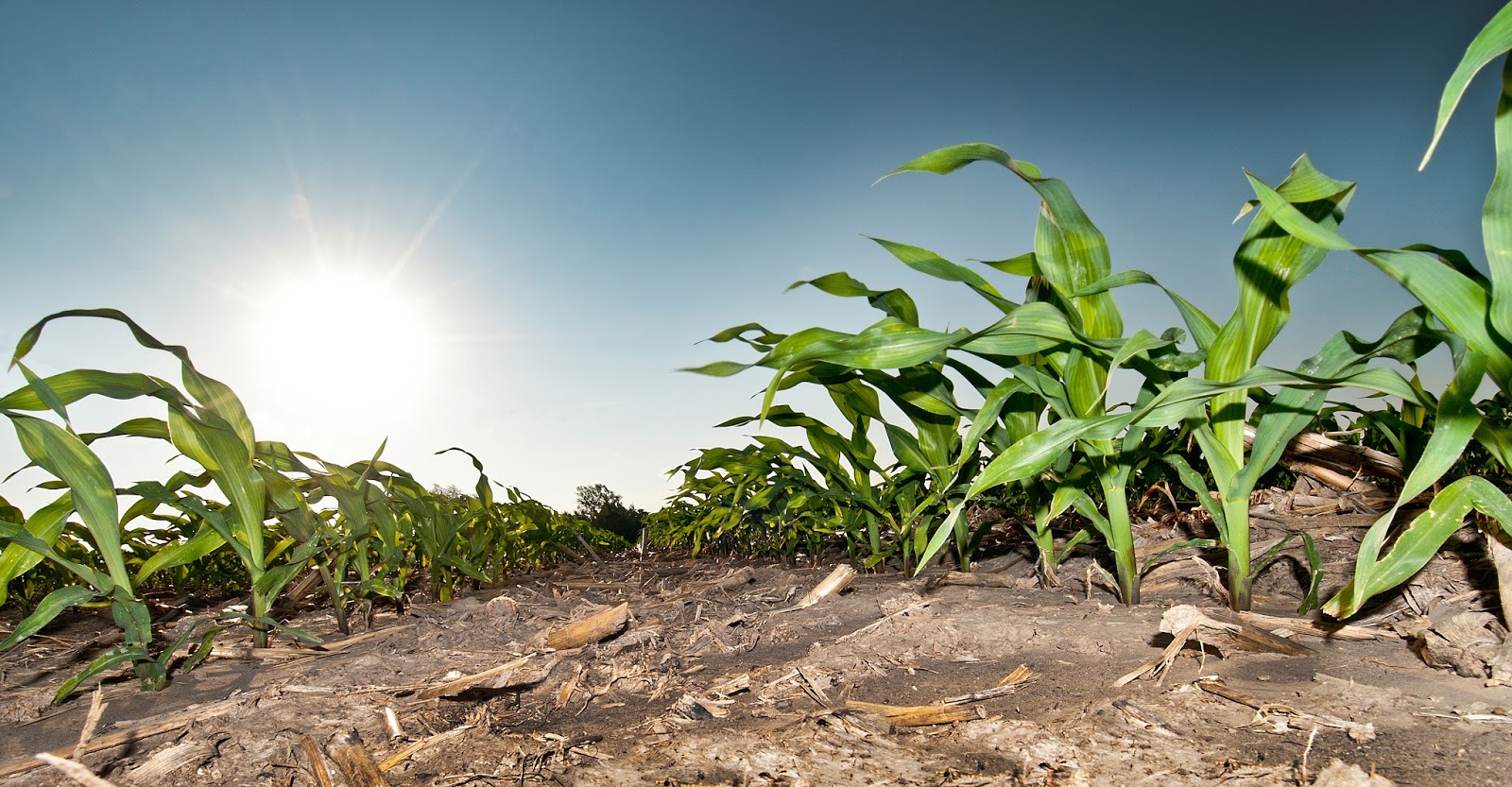 Nebraska Corn Kernels Soil As A Carbon Sink