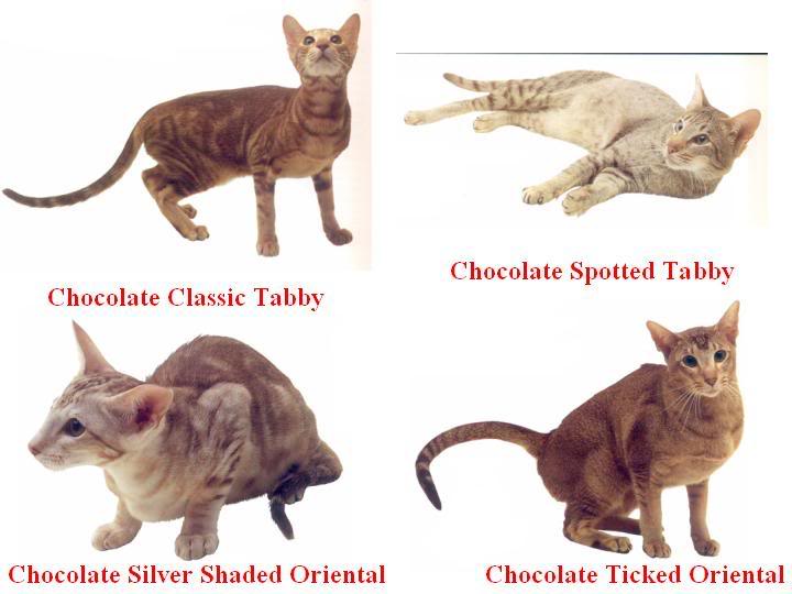 4 ayaklı Dostlarımız Hakkında Herşey Kedi Cinsleri (Resimli)