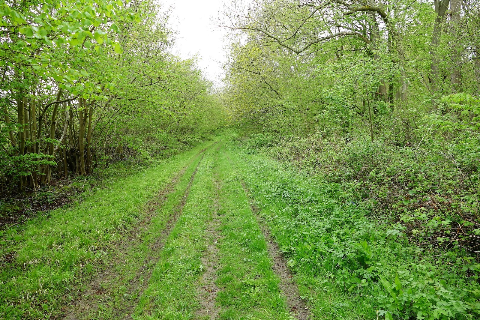 WALKING WITH THE MEDWAY WANDERER My walk this morning in Upper Halling
