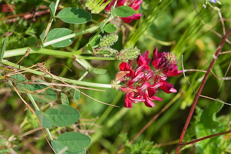 Sulla 5000 Semi Agricoltura Semi Di Sulla (Hedysarum Coronarium) - 5.000 Semi Per Coltivazione, Foraggio O Fiori Semi Piante Mellifere - Foto 3