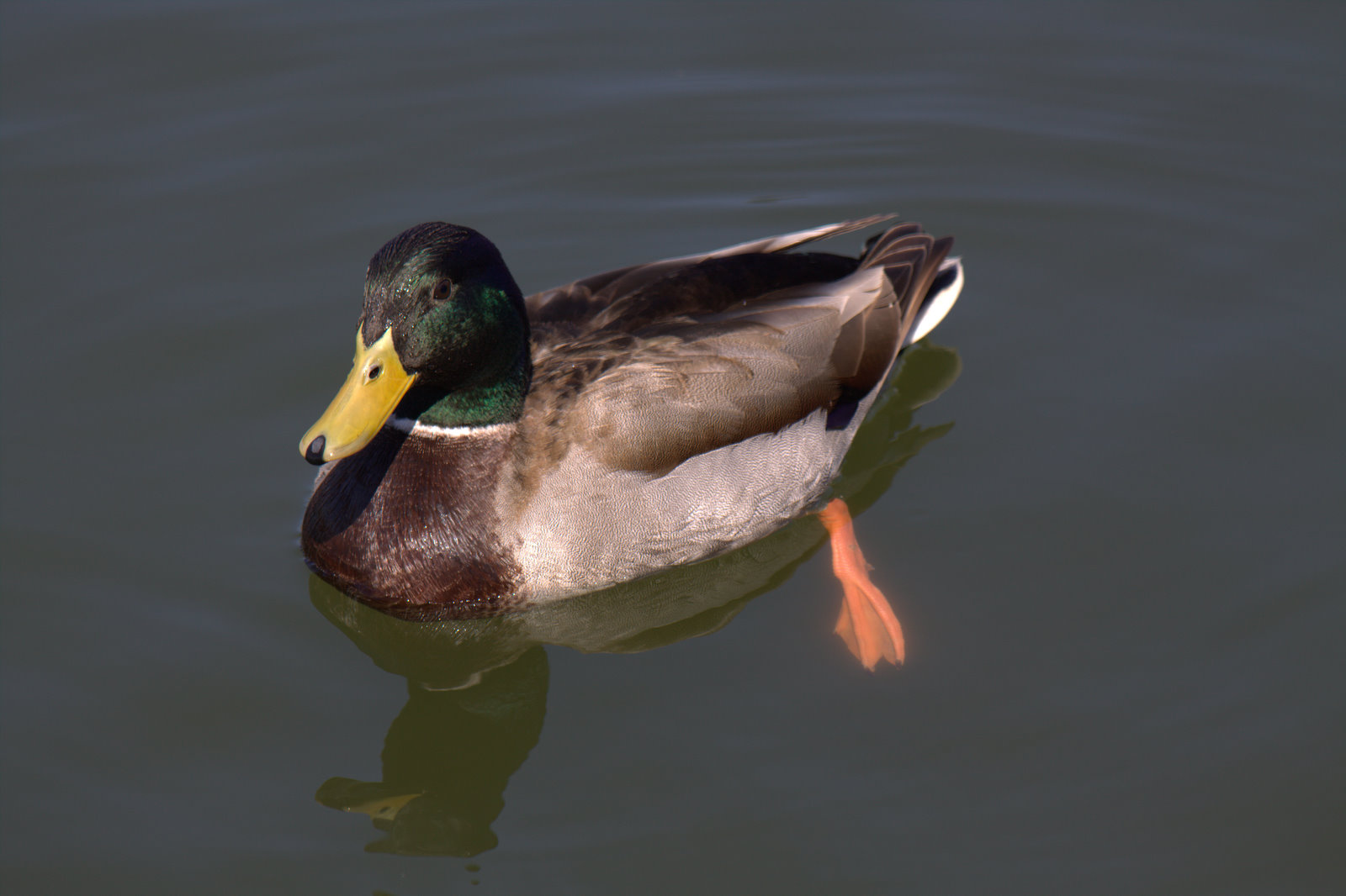 Walking Arizona Ducks Ditty