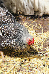 tour coop mckinney house4 texas