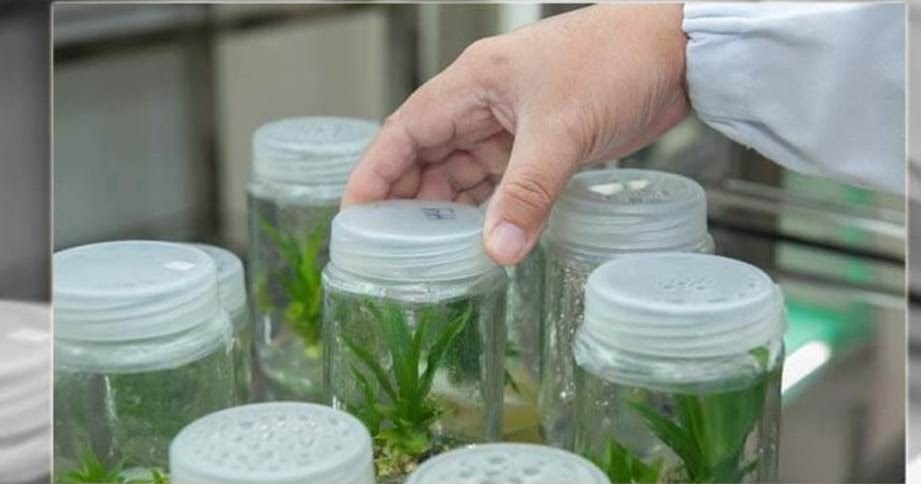 PRINSIP DASAR DAN MANFAAT BIOTEKNOLOGIMATERI BIOLOGI