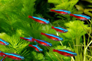 Ikan Neon Cardinal Tetra
