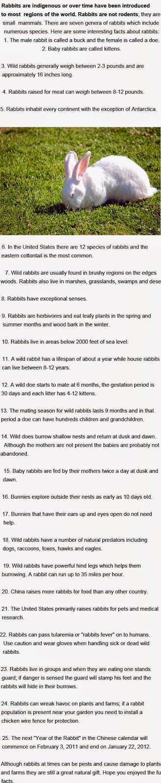 Facts about rabbits for kids