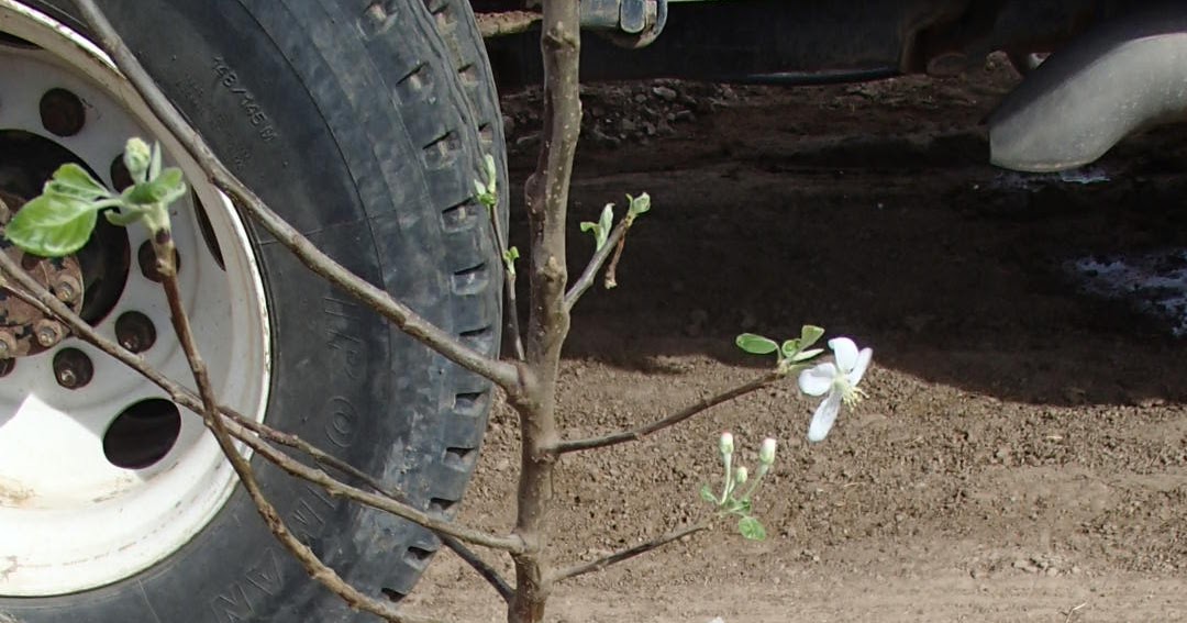 Xtremehorticulture of the Desert Spraying Oil on New Fruit Trees Not a