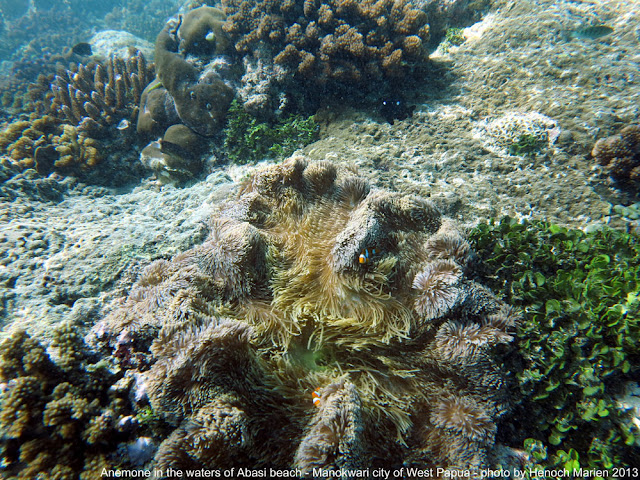 Coral reef in West Papua