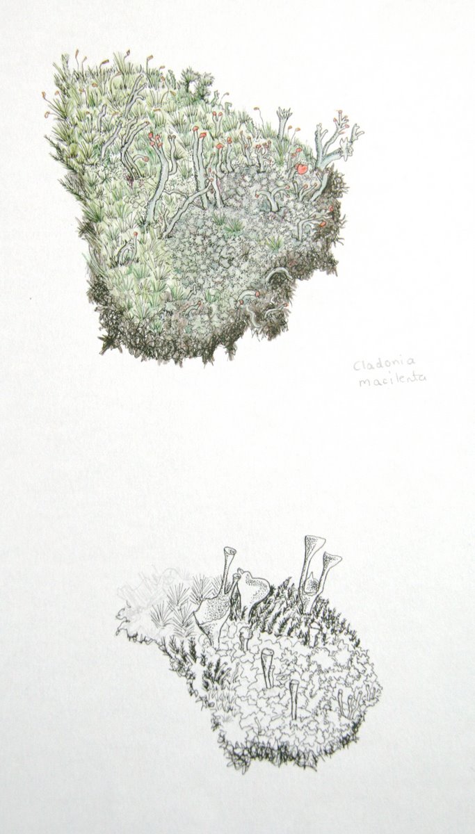 Drawn Nature: More lichens