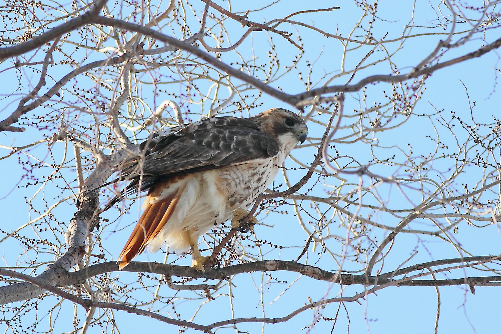 RedTailed Hawk Nest 20092017 Another hawk family Female building