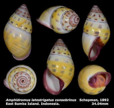 Amphidromus latestrigatus consobrinus 34.04 mm