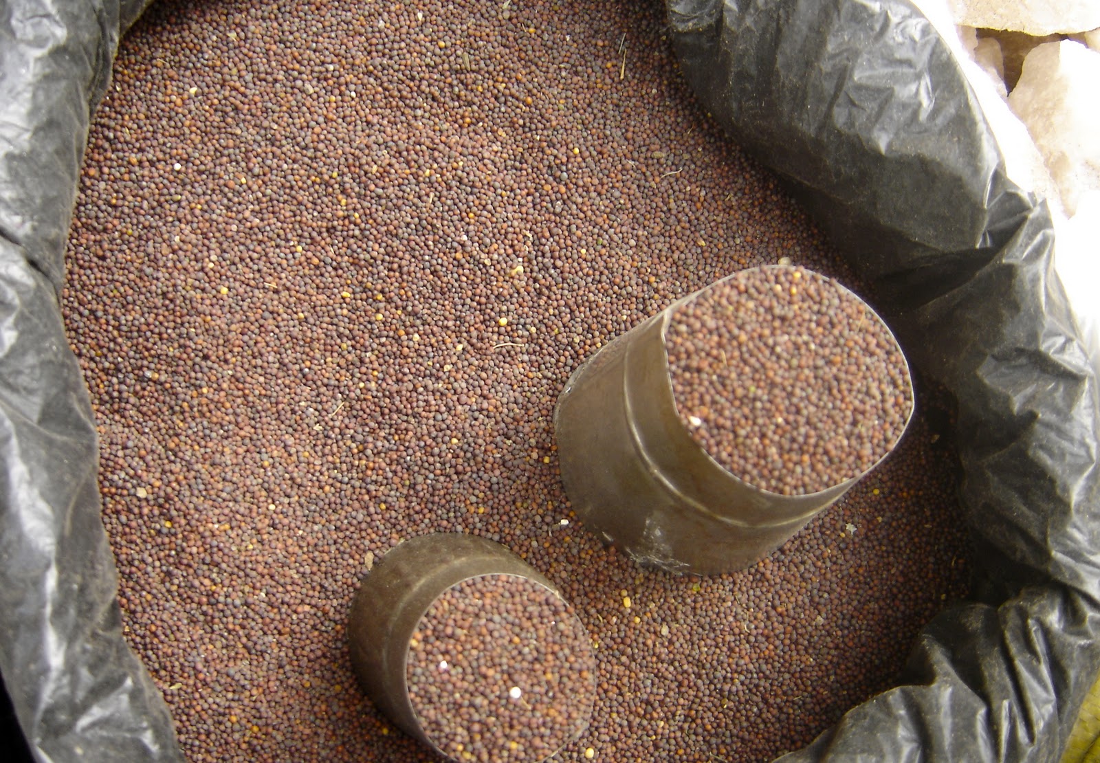 Taste of Nepal Mustard Seeds Rayo or Sarysun (तोरी, राई)