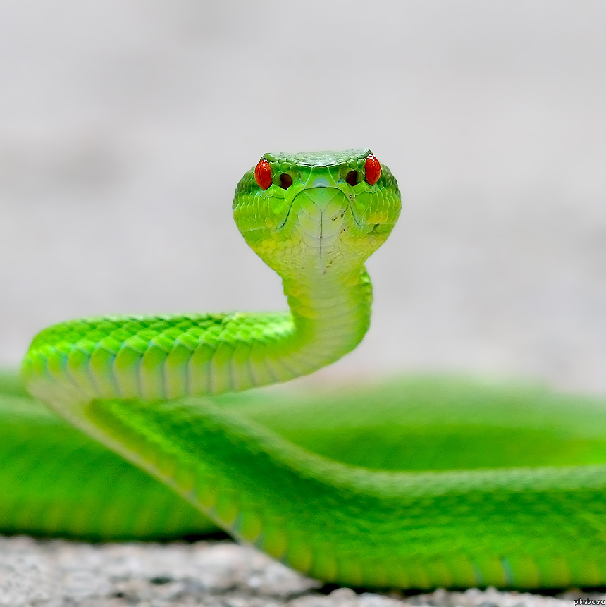 Травоядные змеи. Змеи. Яркие змеи. Зеленая змея. Маленькая зеленая змея.