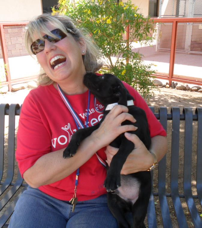 Dogs Luv Us and We Luv Them Microchipping Dogs Is Now Mandatory in the UK