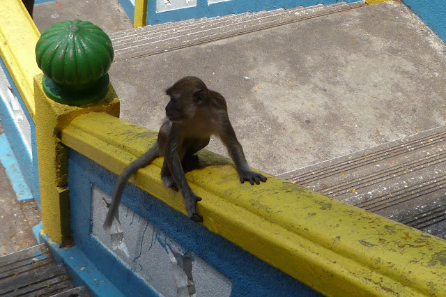 Małpa w Batu Caves