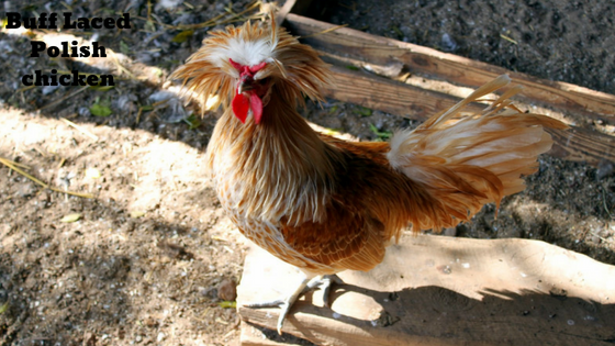 top hat special chicken