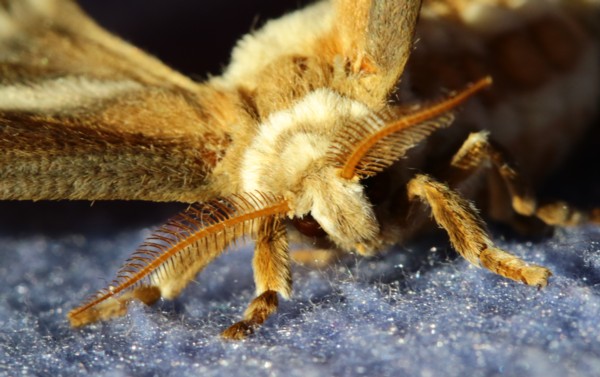 The Silkmoth Spinner: Moths